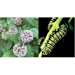 Perennial Milkweed SEED Asclepias syriaca. 